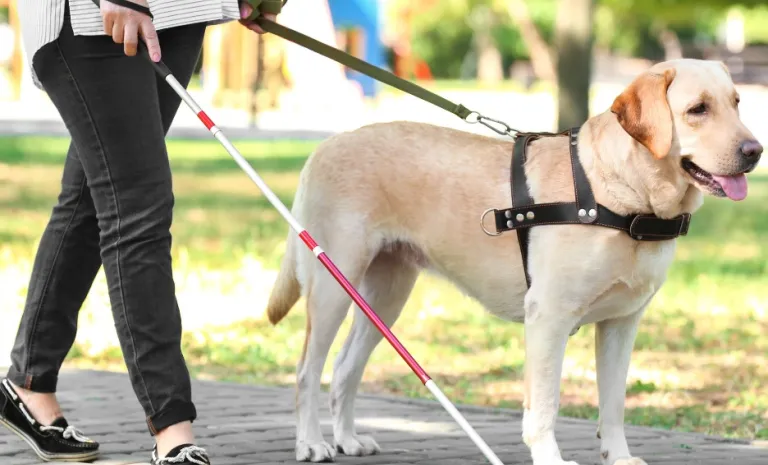 JCCM_1426080_20210627 Día Internacional de las Personas Sordociegas.jpg