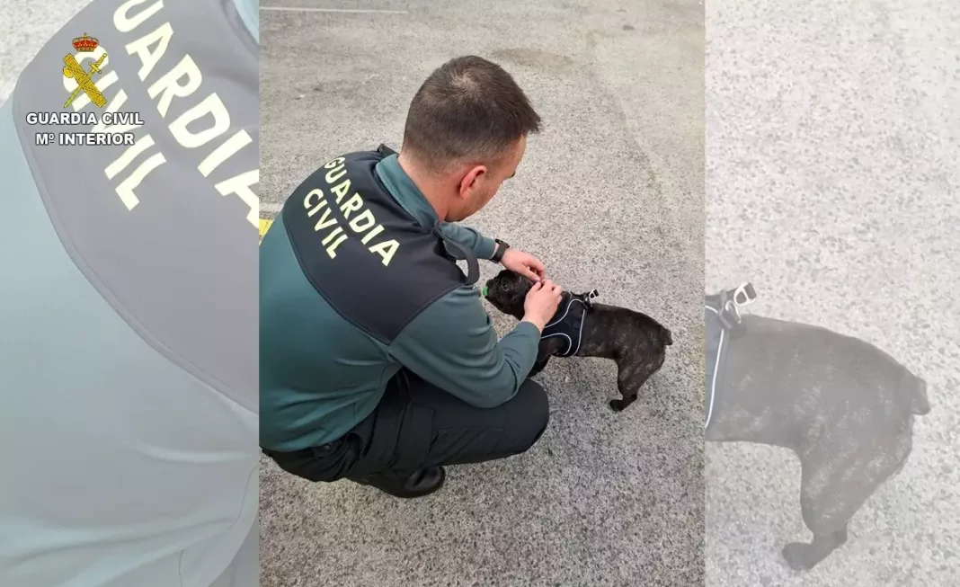 venta de cachorros guardia civil