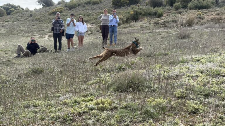 El Gobierno regional da un paso más en sus programas de recuperación del lince con la traslocación de ejemplares tras la notable evolución de la reintroducción de la especie