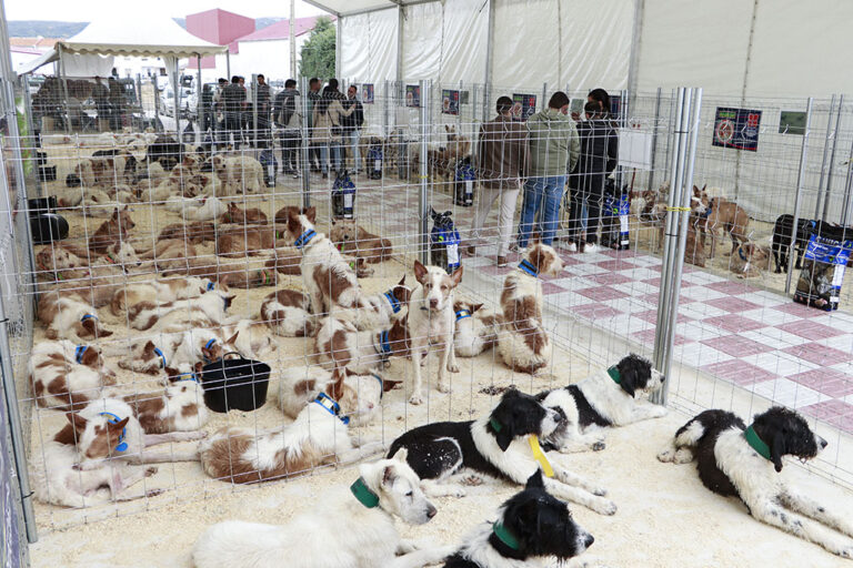 El Ayuntamiento de Brazatortas aprueba la ampliación de una rehala hasta 70 ejemplares para reforzar los servicios cinegéticos en el municipio