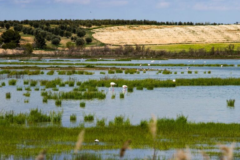 Pozuelo de Calatrava invita a vivir una Semana Santa extraordinaria entre tradición y naturaleza con La Inesperada