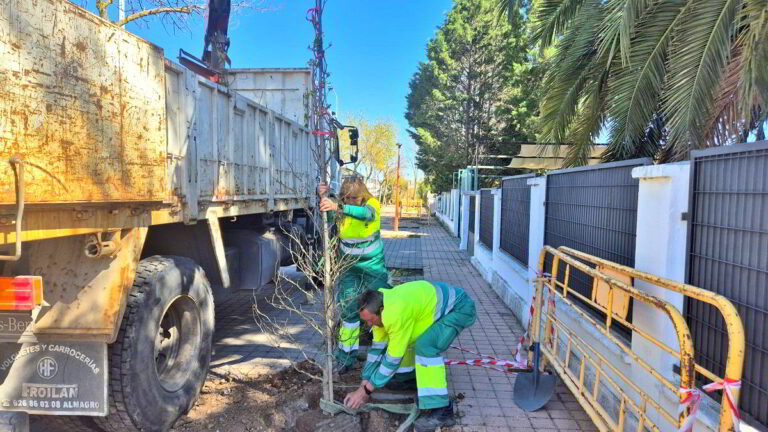 Puertollano: Parques y jardines repuebla con estoraques los alcorques de Avenida de Andalucía
