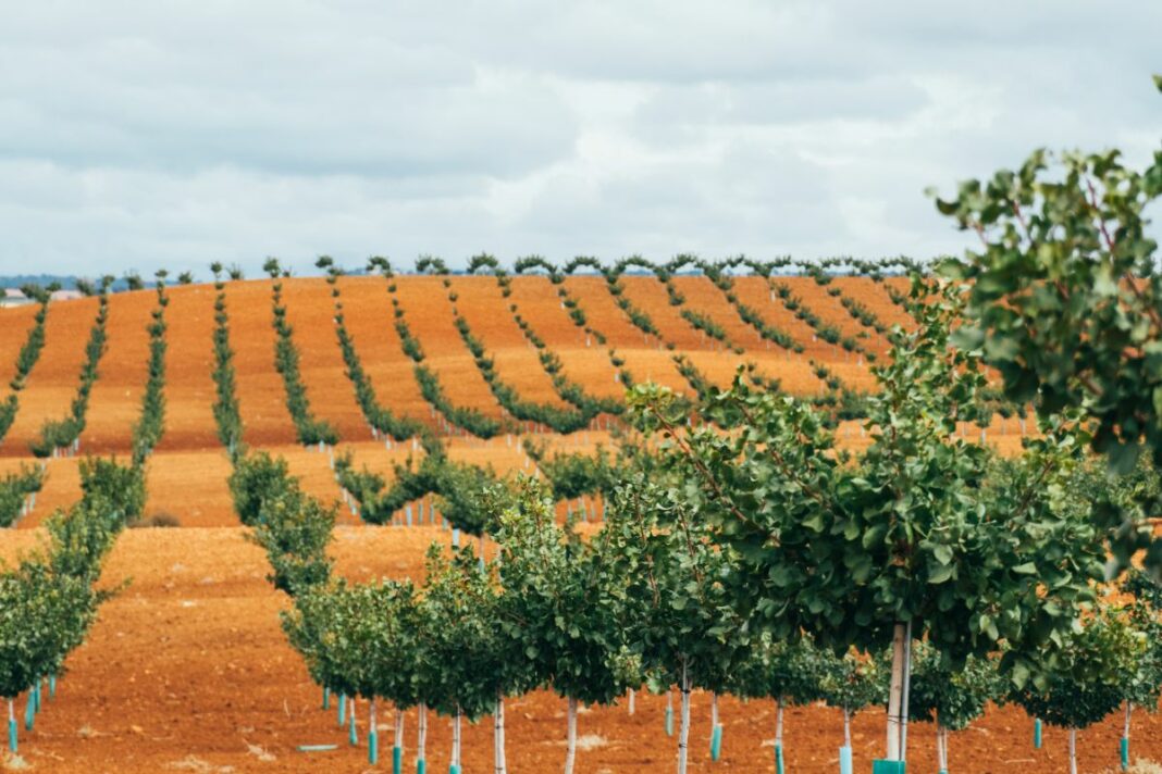 Campos de Viěridi Horizons en Alhambra (Ciudad Real)