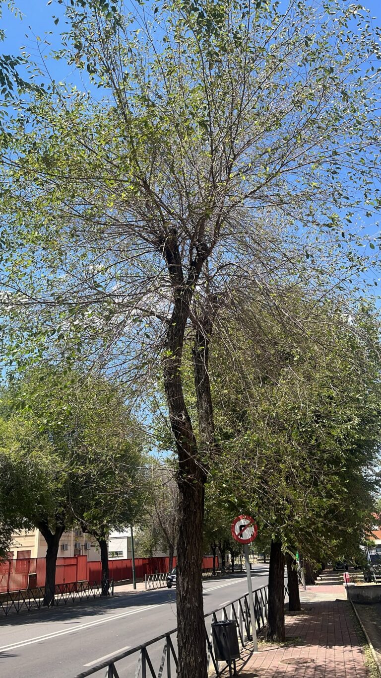 Puertollano: Árboles enfermos en barriada Fraternidad