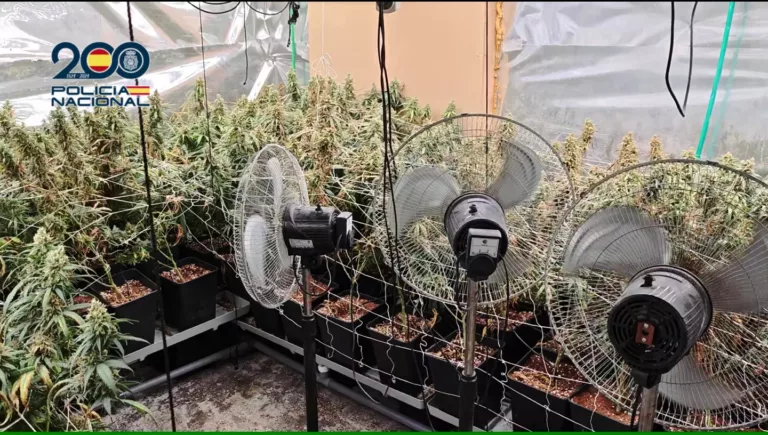 La Policía Nacional lanza una operación en Talavera de la Reina contra una red de cultivos ilegales de marihuana ubicada en el barrio del Patrocinio