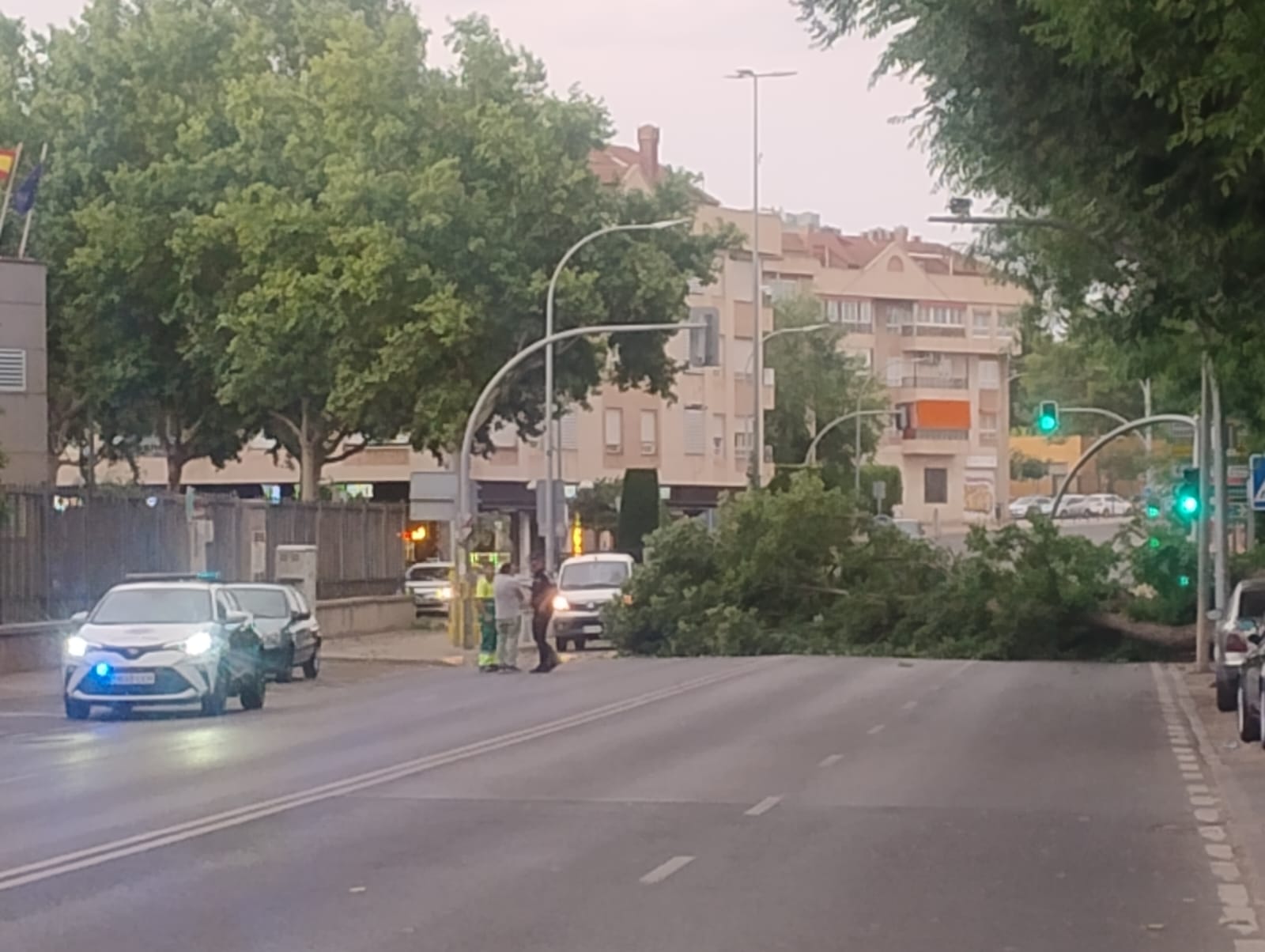 Una gran rama cae sobre la ronda debido a la tormenta - MiCiudadReal.es