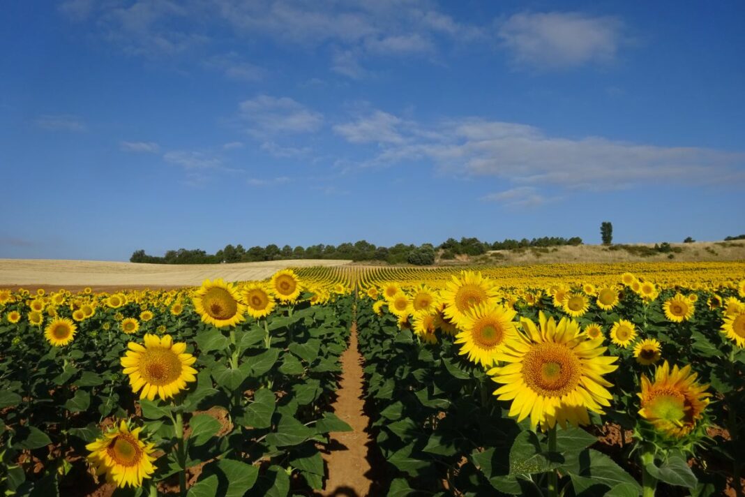 GIRASOLES 1