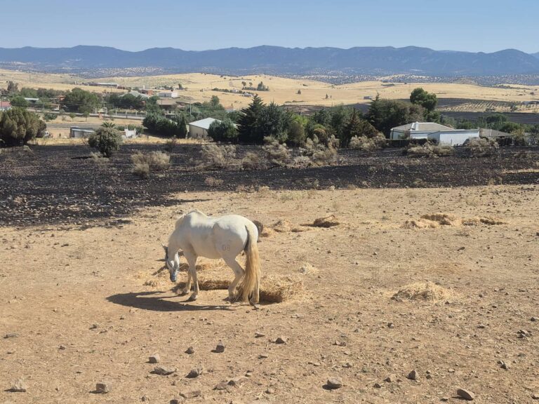 Extinguido el incendio de Hinojosas y Cabezarrubias mientras los vecinos se unen al rescate de este bello rincón del Valle de Alcudia
