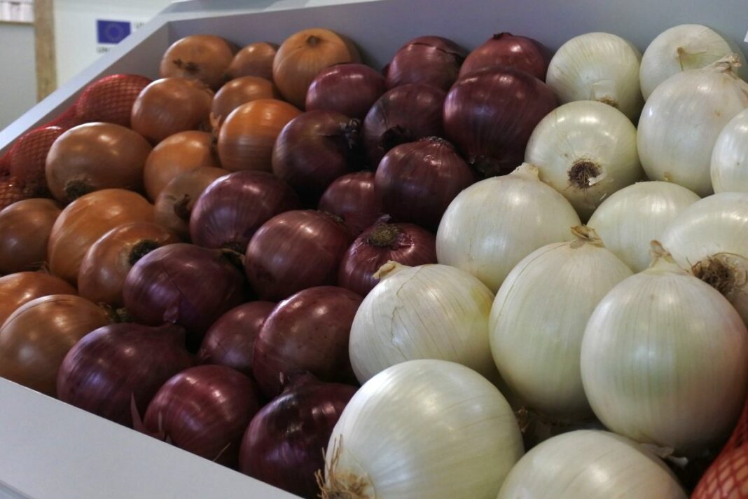 cebollas01