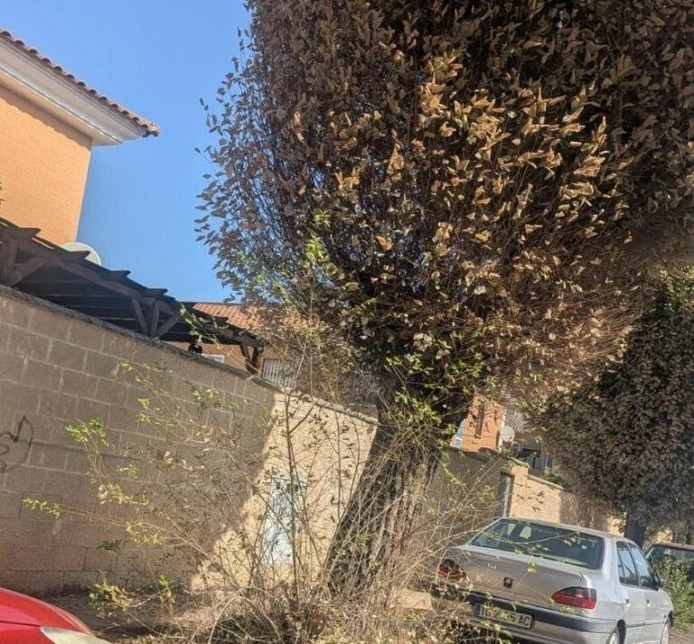 El PSOE denuncia el abandono del arbolado de Puertollano: «No sirve anunciar nuevas plantaciones mientras se dejan morir los árboles»