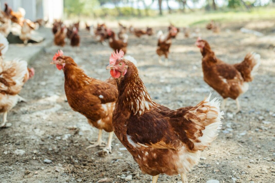 Gallinas