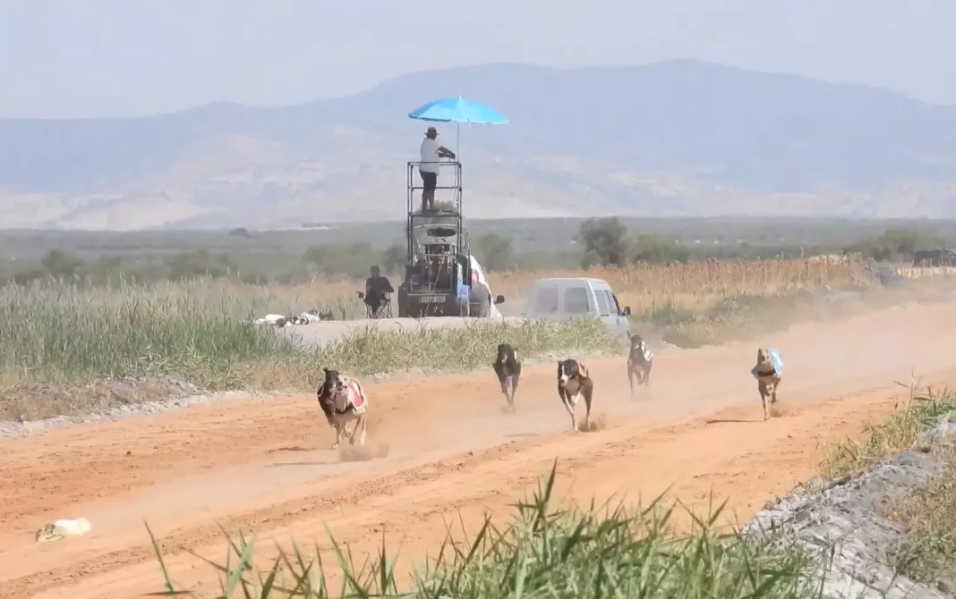 Imagen de archivo de una carrera de galgos celebrada en Carrión de Calatrava