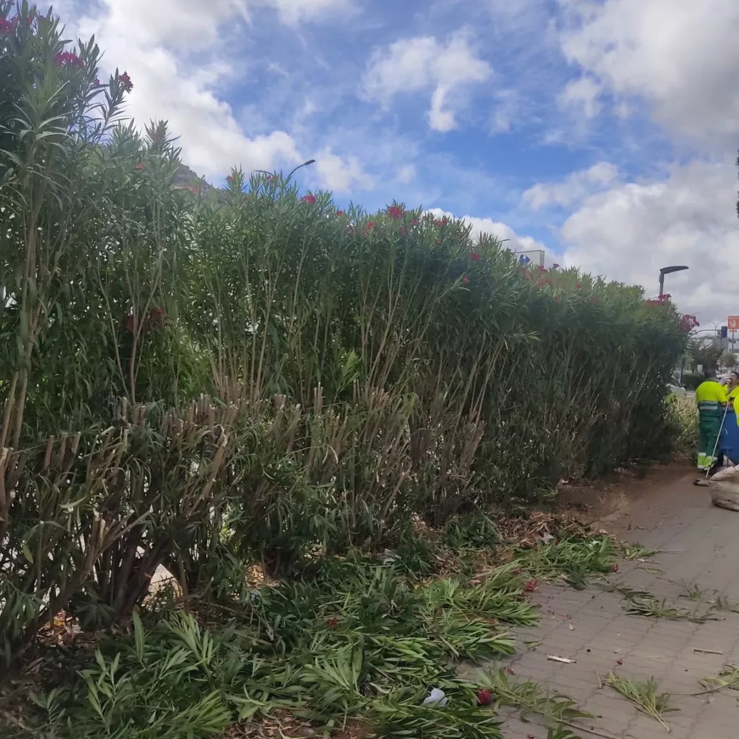 adelfas