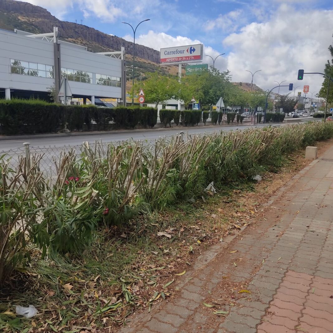 foto tras la poda